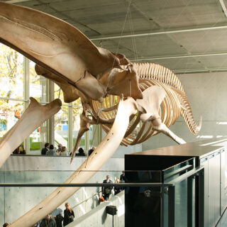 Beaty Biodiversity Museum