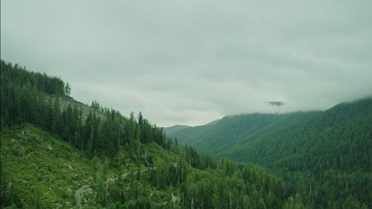 LEILA SUJIR | forest documents