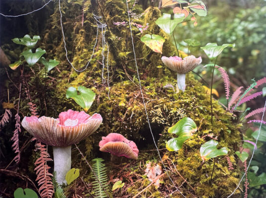 A Forest Of Coexistence: Eunna OhA Forest Of Coexistence: Eunna Oh