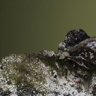 Artist Tour: Fei Disbrow: The Familiar Unfamiliar