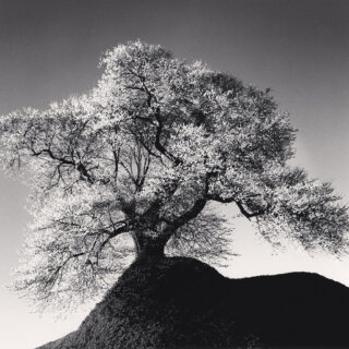 Michael Kenna's "Beautiful Fukushima"